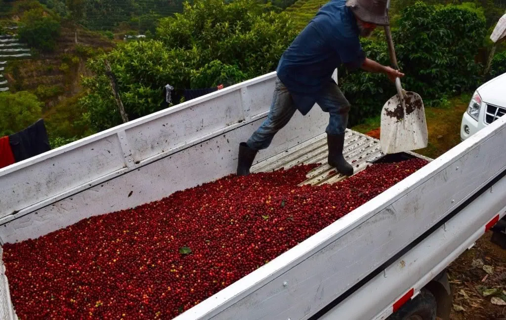 ⚡new⚡ costa rica don claudio shb ep - costa rica coffee by lucas coffee roasters