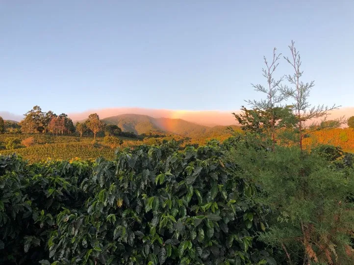 costa rica volcan azul sl28 natural espresso coffee by passport specialty coffee
