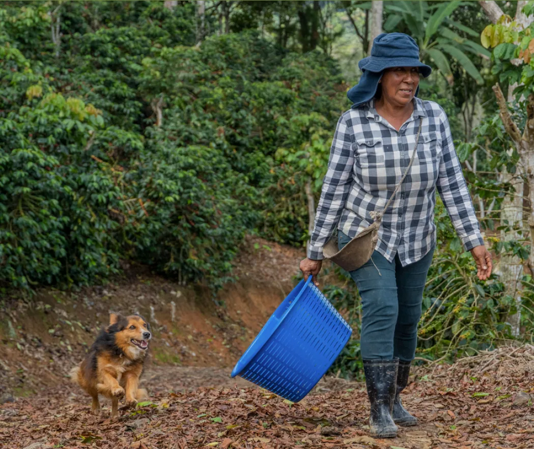 costa rica brunca chirripo coffee by short sleeves coffee