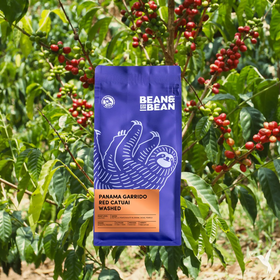 panama garrido red catuai washed coffee by bean & bean queens — roastery & cafe