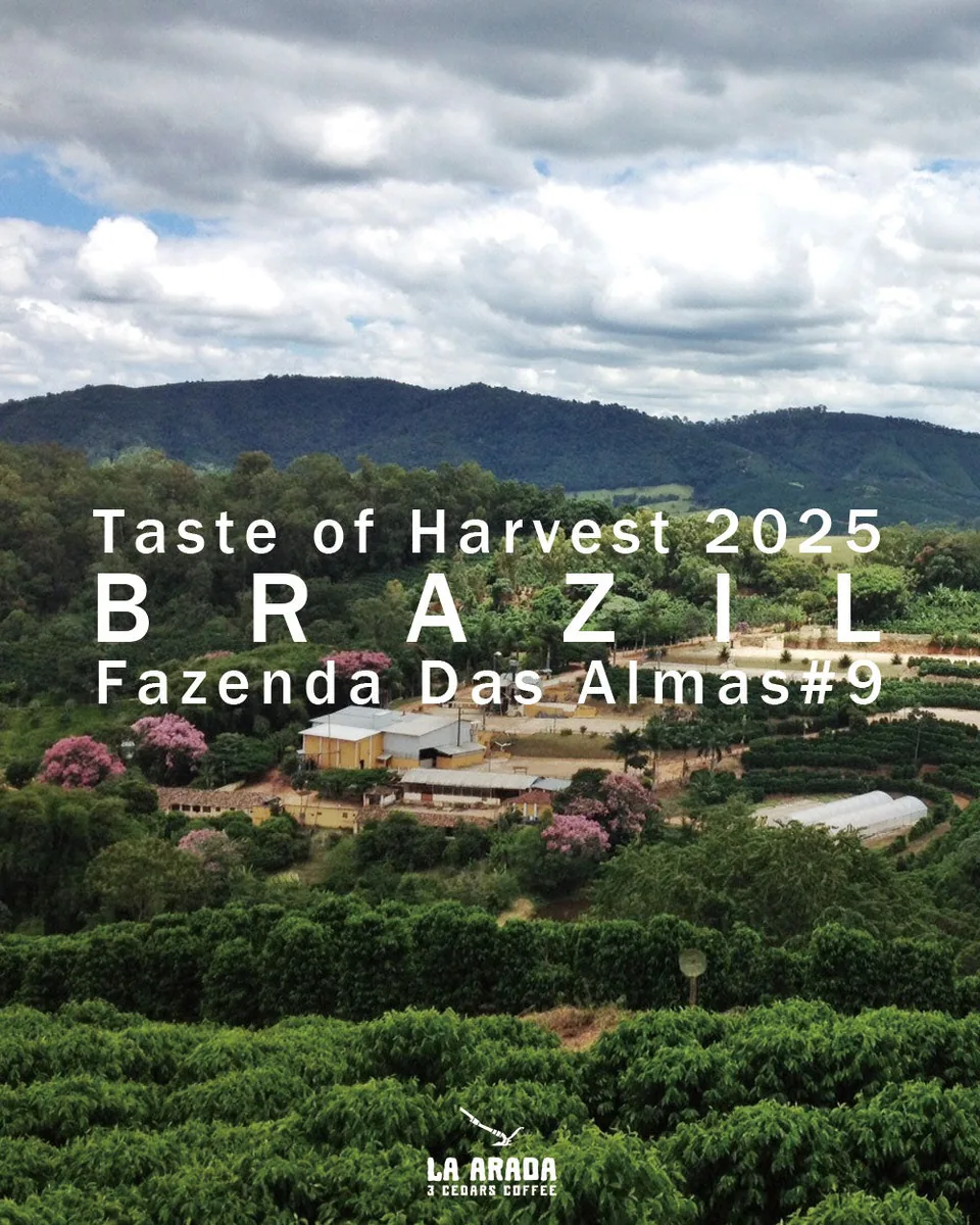 ブラジル ダス・アルマス農園 テイストオブハーベスト #9 オムニロースト 200g coffee by 3 cedars coffee roastery(スリー シダーズ コーヒー ロースタリー)