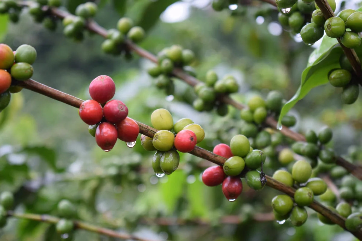 colombia flor del desierto light/medium 200g coffee by java roastery