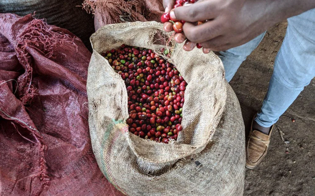 ethiopia koke - single origin - honey process coffee by anchor coffee co