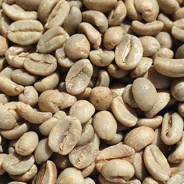 el salvador monte sion estate green coffee beans 1kg coffee by chiasso coffee roasters