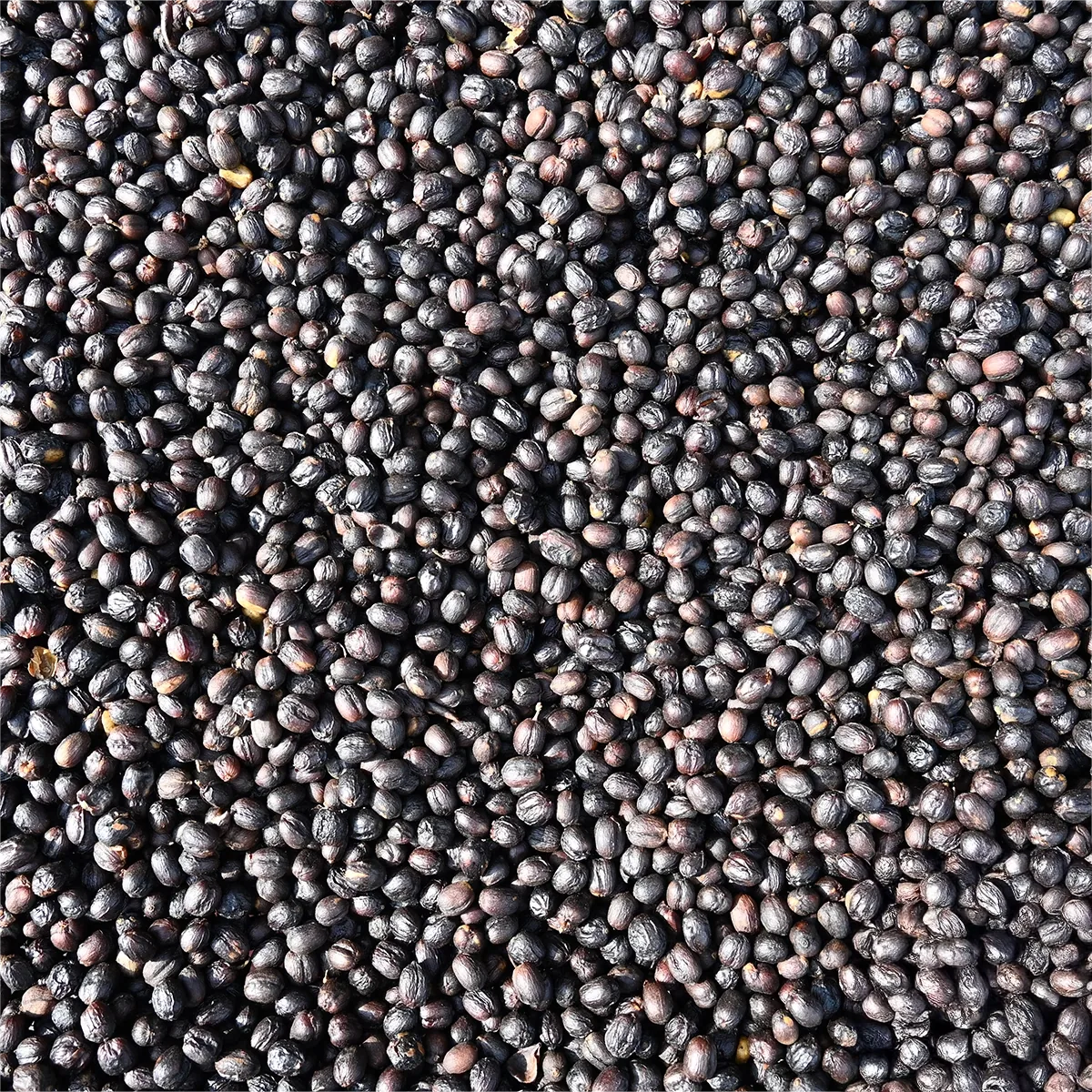 guatemala finca la hermosa gesha natural coffee by bellas coffee lab roastery