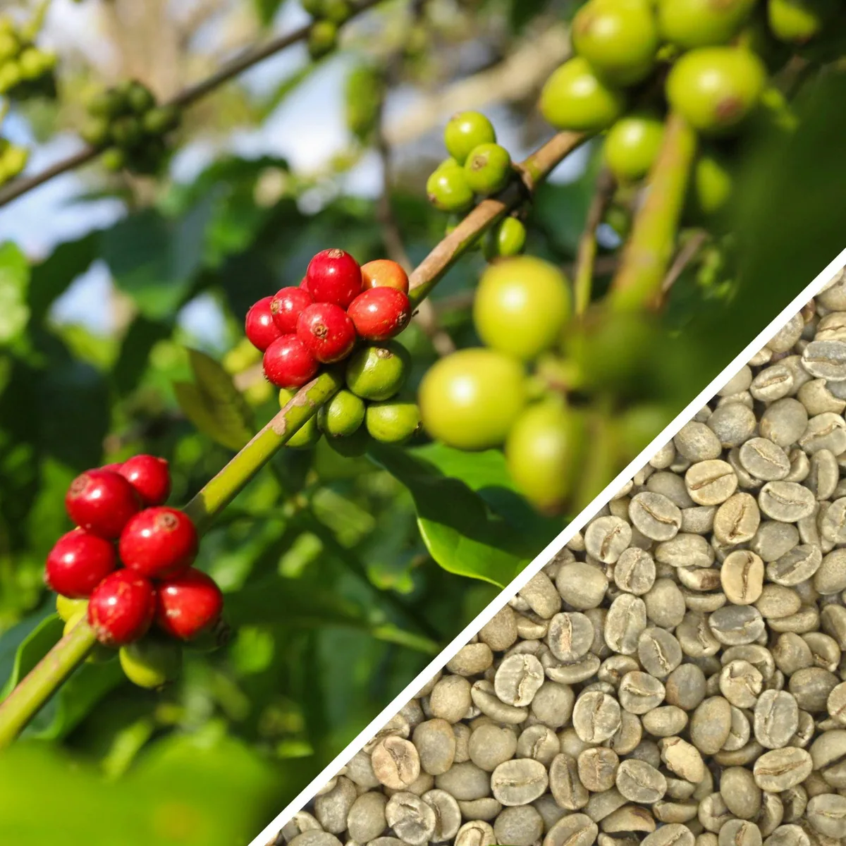 tanzania aa - green coffee coffee by terra coffee and tea ltd
