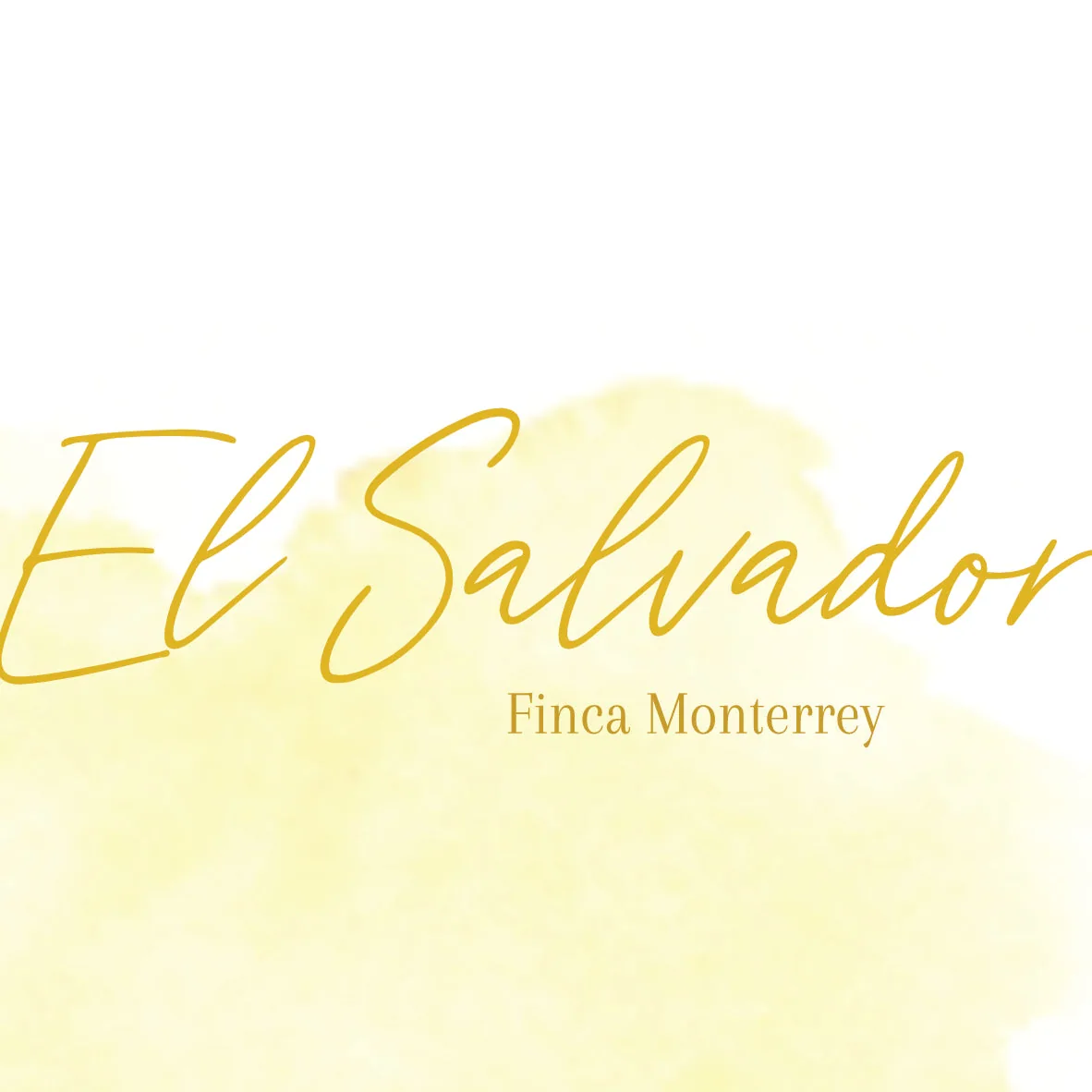 el salvador - finca monterrey coffee by fire & flow coffee roastery & espresso bar