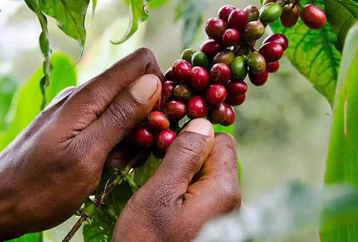 papua new guinea washed coffee by kean coffee