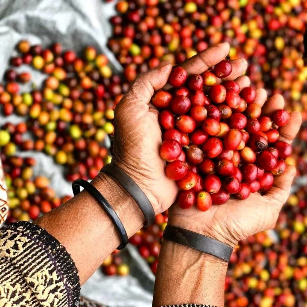 timor leste - aileu - filter roast coffee by double roasters cafe