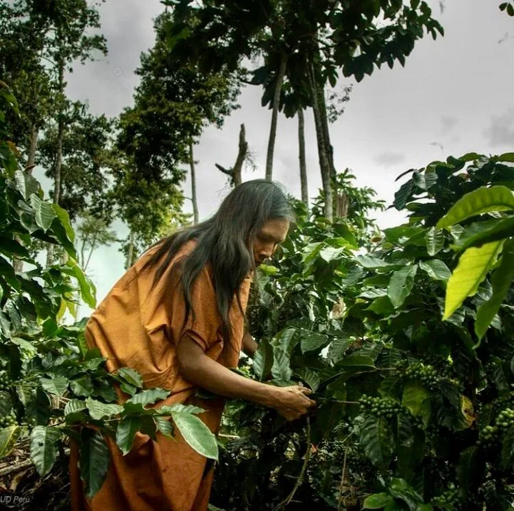 ⚡new⚡ peru cac pangoa fair trade organic - peru coffee by lucas coffee roasters