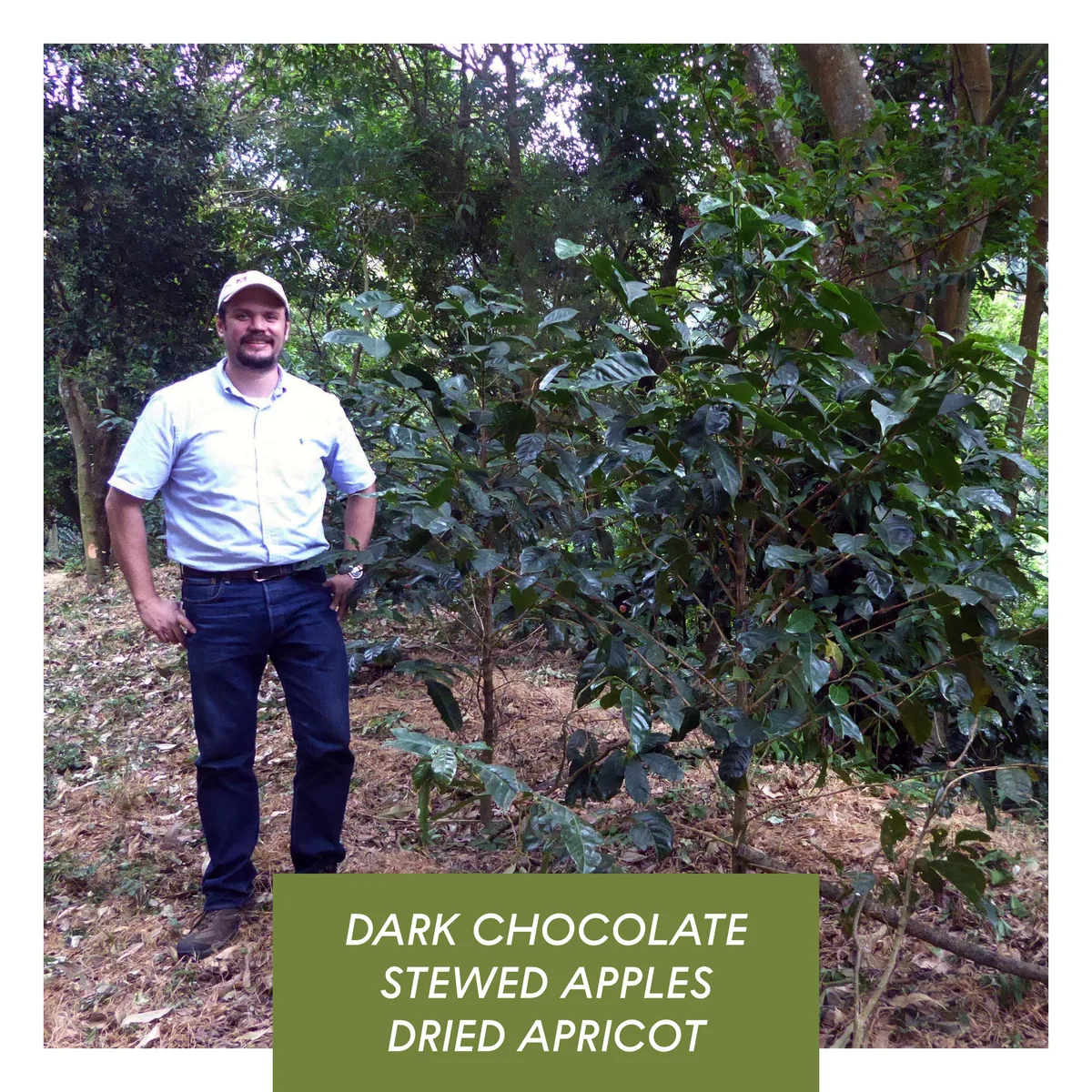 los andes, anaerobic natural bourbon, el salvador coffee by drop coffee roasters