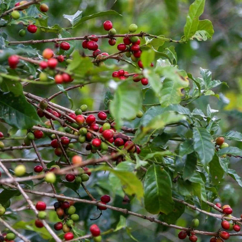 äthiopien | halo beriti coffee by cabana coffee roasters