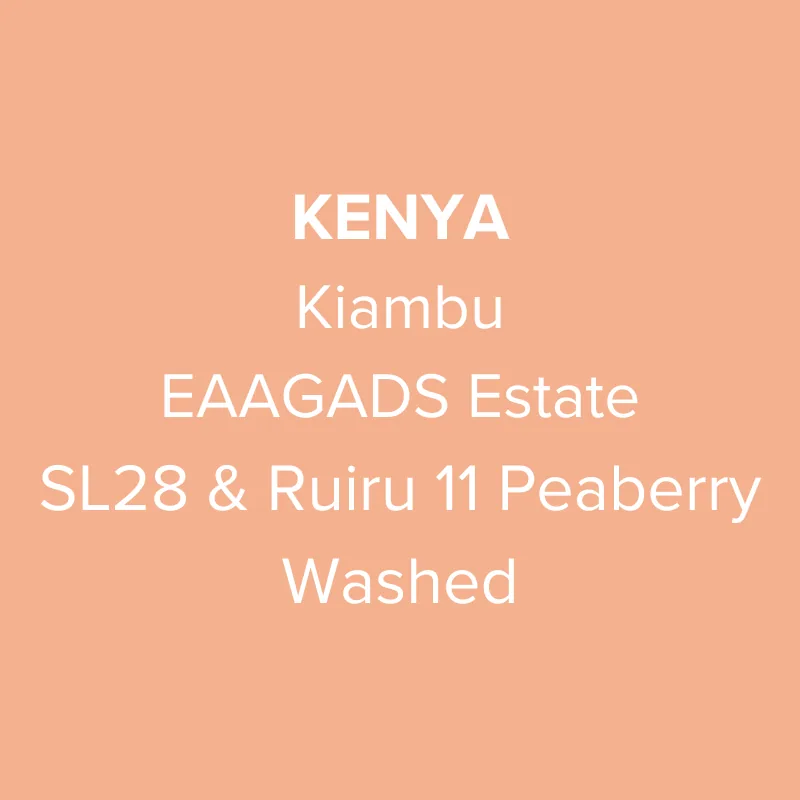kenya kiambu eaagads estate sl28 & ruiru 11 peaberry washed pb top coffee by oma coffee roaster