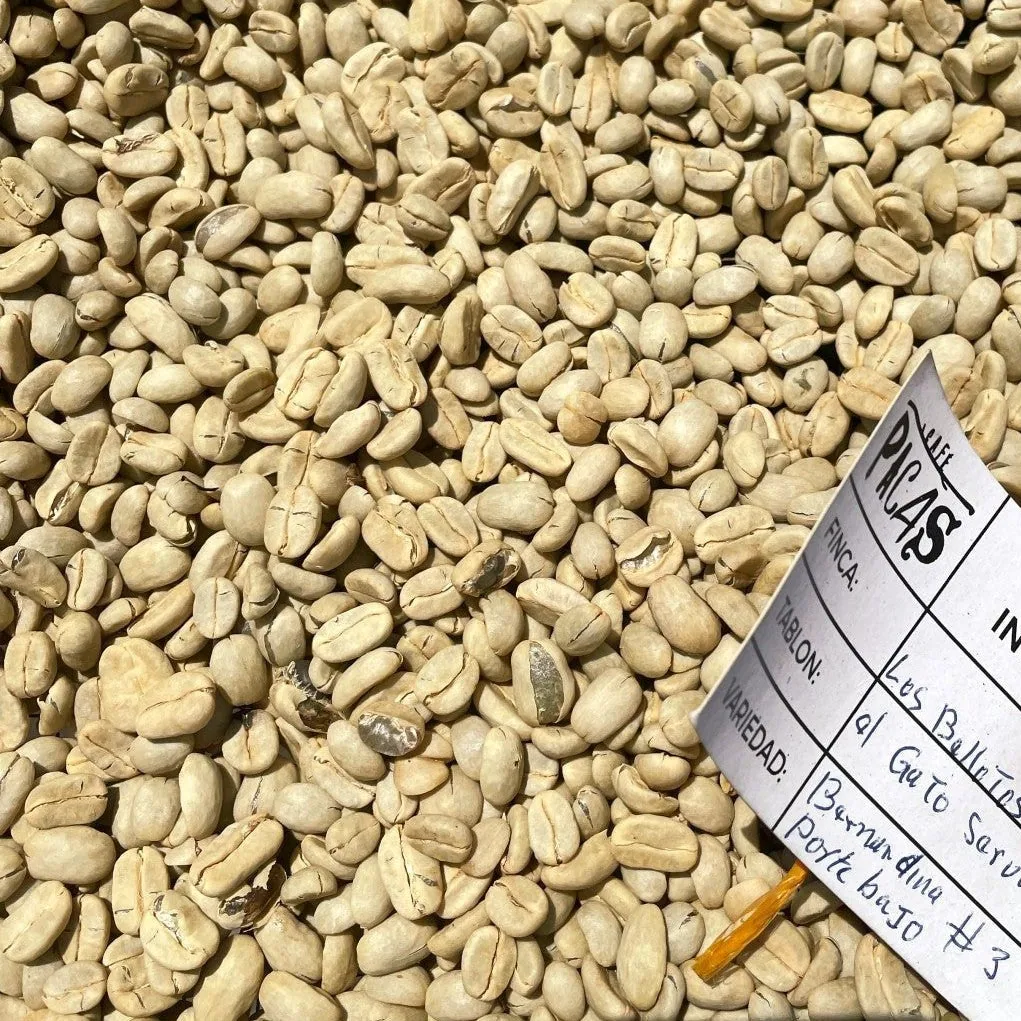 el salvador | finca la guachoca coffee by cabana coffee roasters