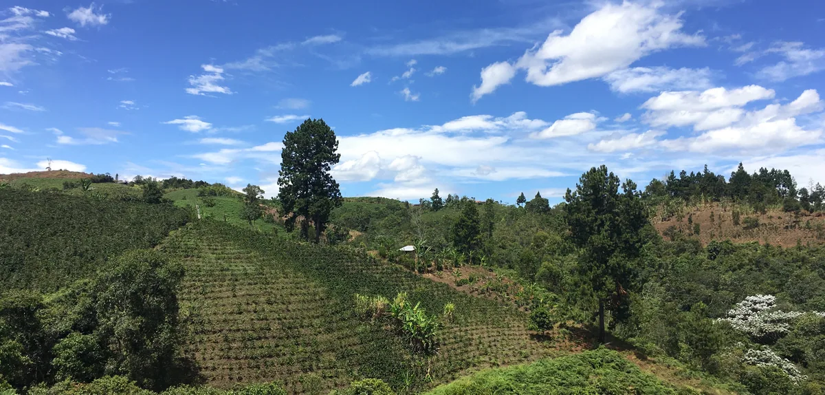 colombia excelso medium roast coffee by java roastery