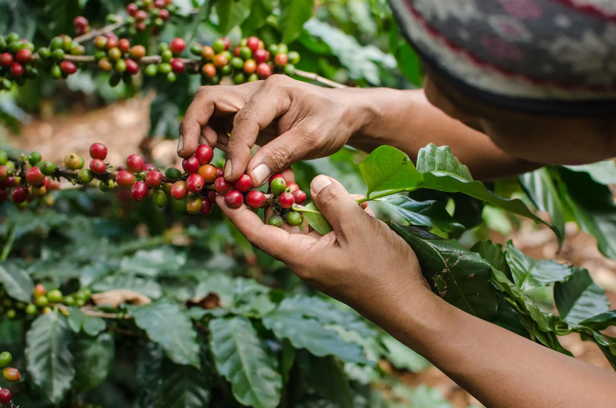 ⚡new⚡ colombia antioquia medellin supremo ep - colombia coffee by lucas coffee roasters