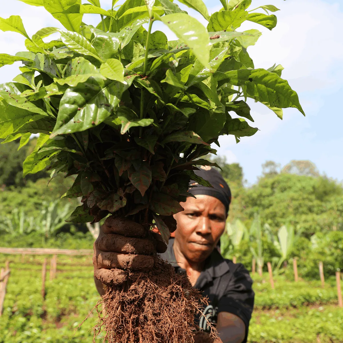 ethiopia – bette buna coffee by alchemy café - the city