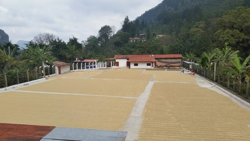 ⚡new⚡ guatemala huehuetenango el matasano shb ep - guatemala coffee by lucas coffee roasters