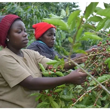rwanda sholi co-op single mothers' project fully washed coffee by bellas coffee lab roastery