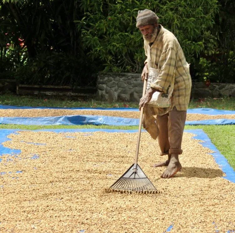 ⚡new⚡ papua new guinea(png) ulya estate - papua new guinea coffee by lucas coffee roasters