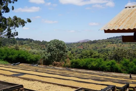 tanzania pb luyombe coffee by cafe typica small batch roasters