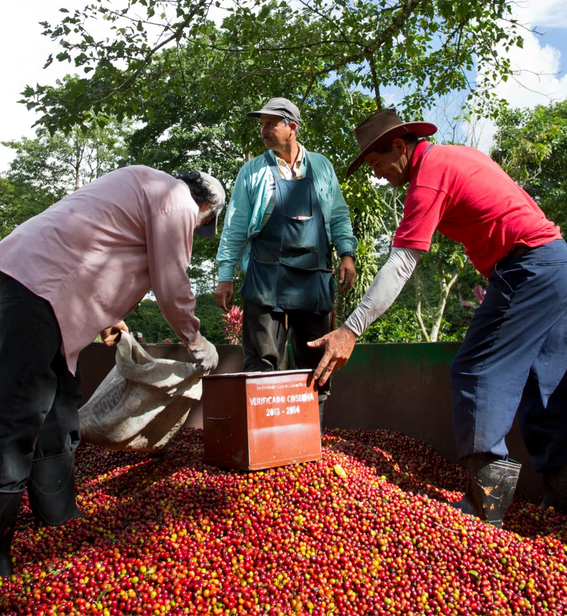 costa rica - cerro san luis - filter coffee by cubbyhouse coffee