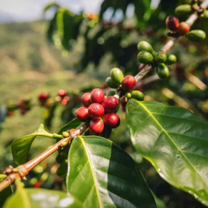 segovia diamante - raw green coffee - nicaragua coffee by transcend coffee and roastery