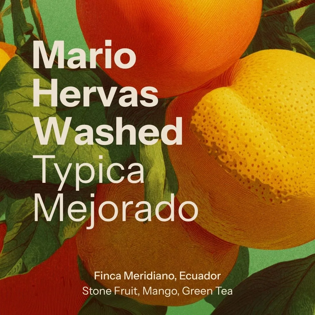 meridiano (ecuador) coffee by nostos coffee