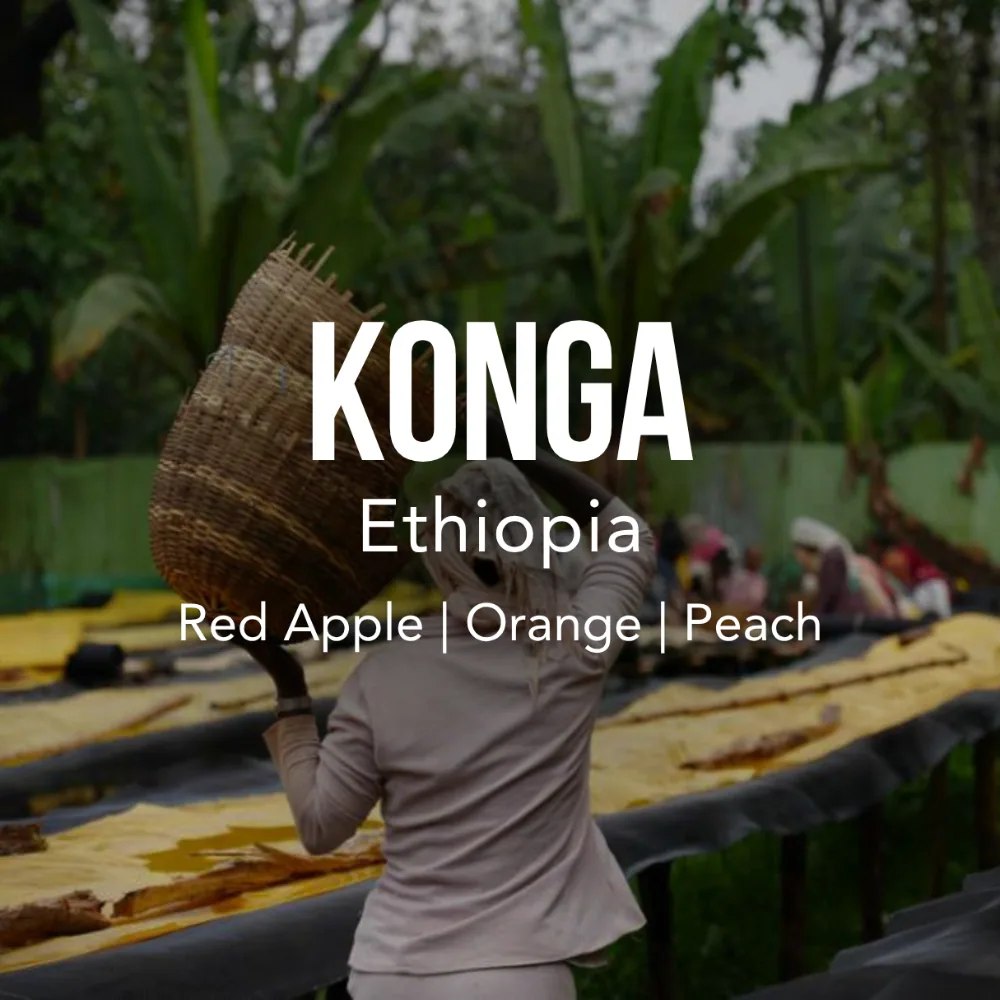 ethiopia konga coffee by excelso coffee