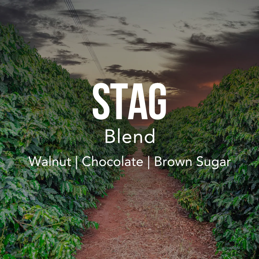 stag blend - brazil + nicaragua coffee by excelso coffee