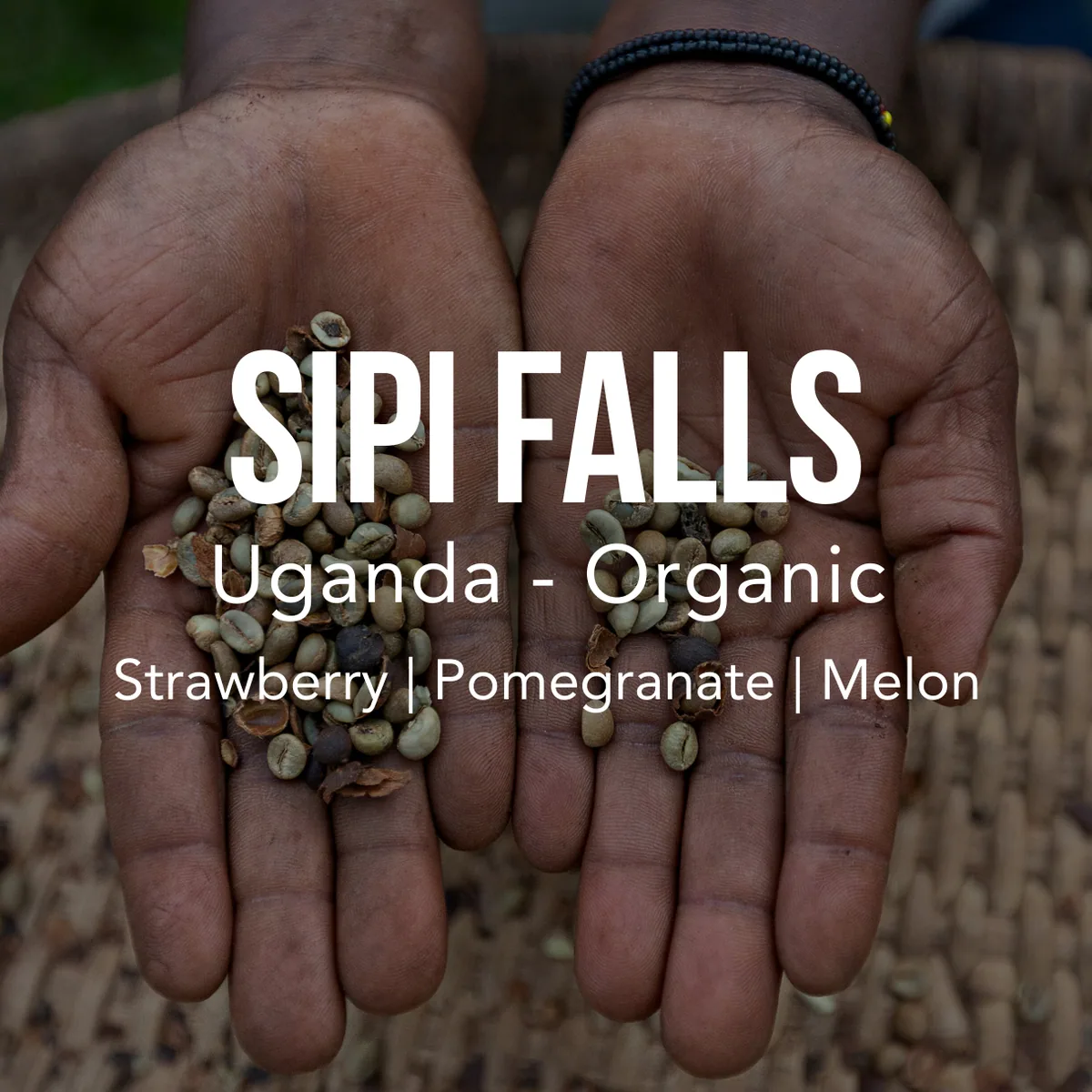 uganda sipi falls - organic - uganda coffee by excelso coffee