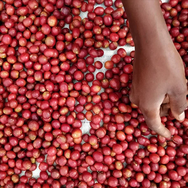 ethiopia sidama guji washed coffee by kean coffee