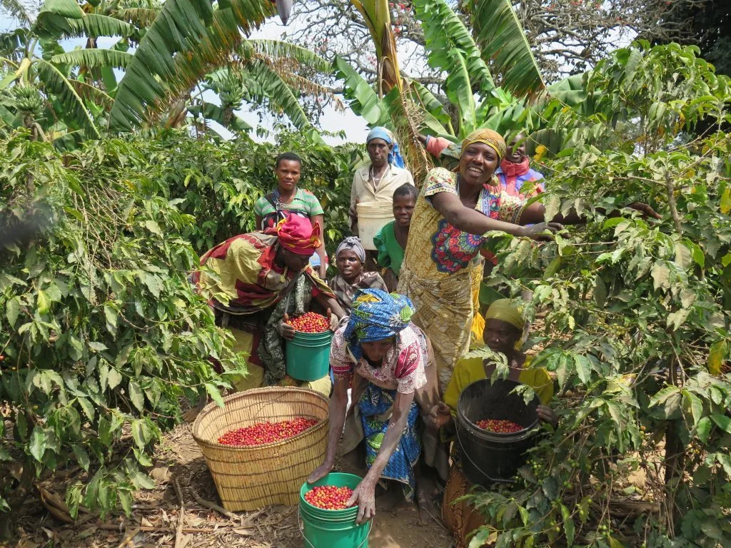 ⚡new⚡ tanzania mbinga aa - tanzania coffee by lucas coffee roasters
