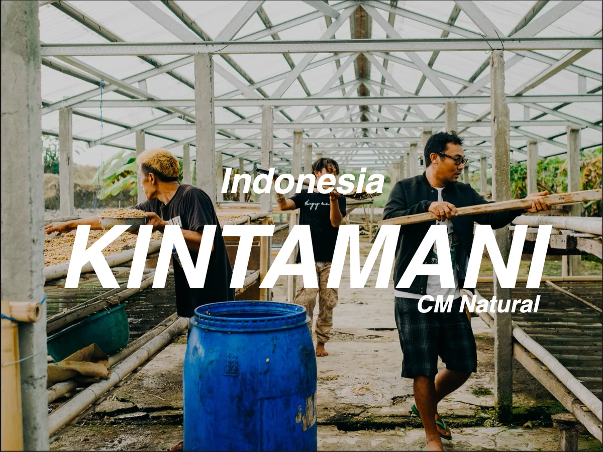 印尼 峇里島 金塔馬尼 二氧化碳日曬 (indonesia bali island kintamani cm natural) - indonesia coffee by moonshine coffee roasters | 私釀咖啡商行 (敦南旗艦店)