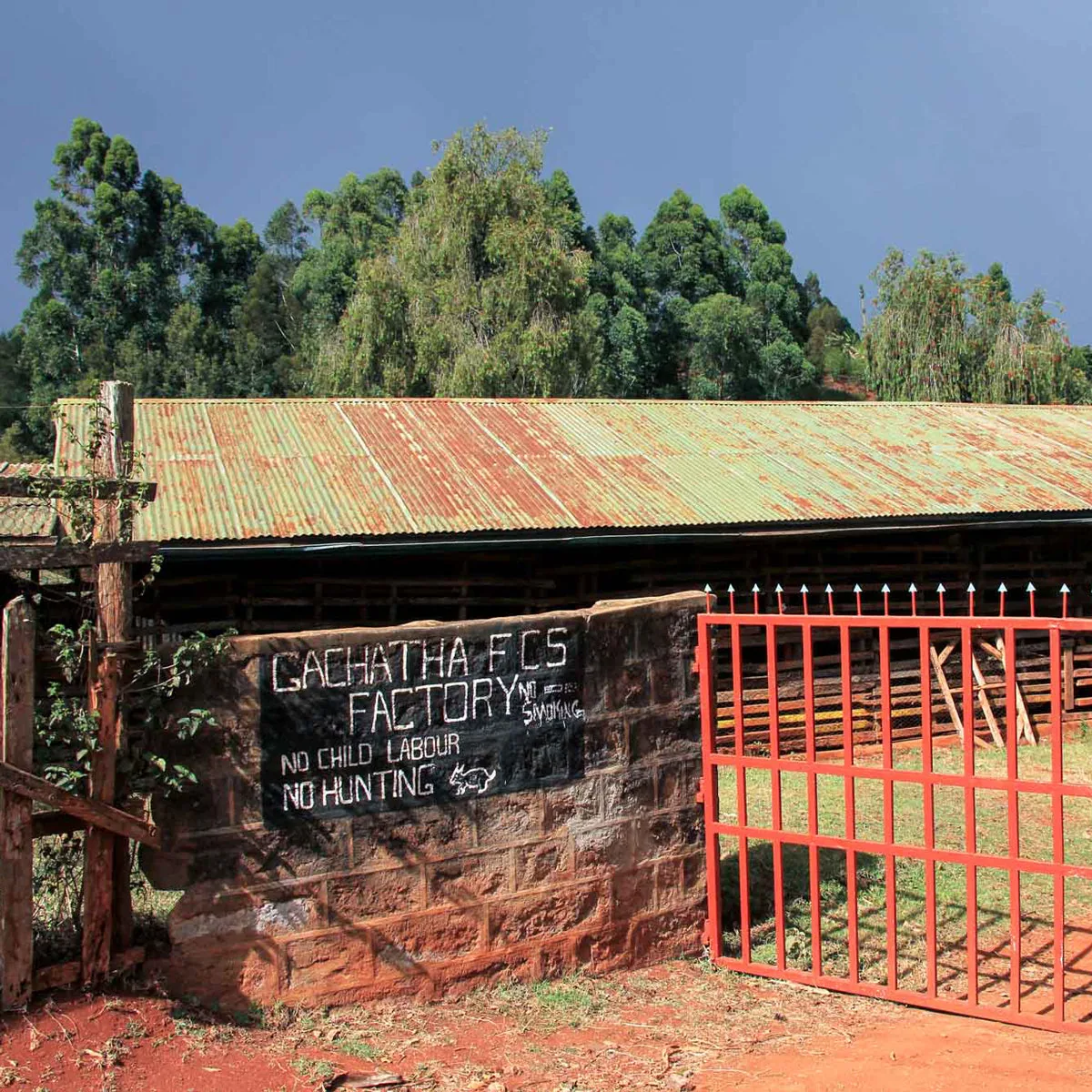 gachatha aa espresso kenya (whole beans only) coffee by curious life coffee roasters: red