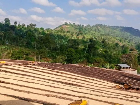 äthiopien | shale coffee by cabana coffee roasters