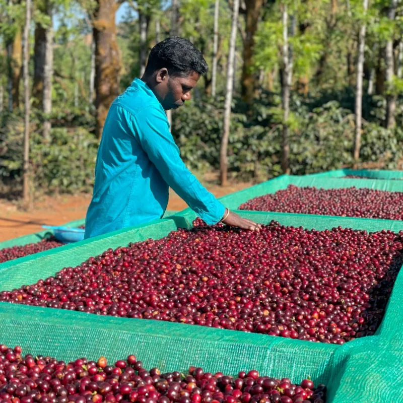 gundikhan natural lot 15 & 57 – filter coffee by curious life coffee roasters: red