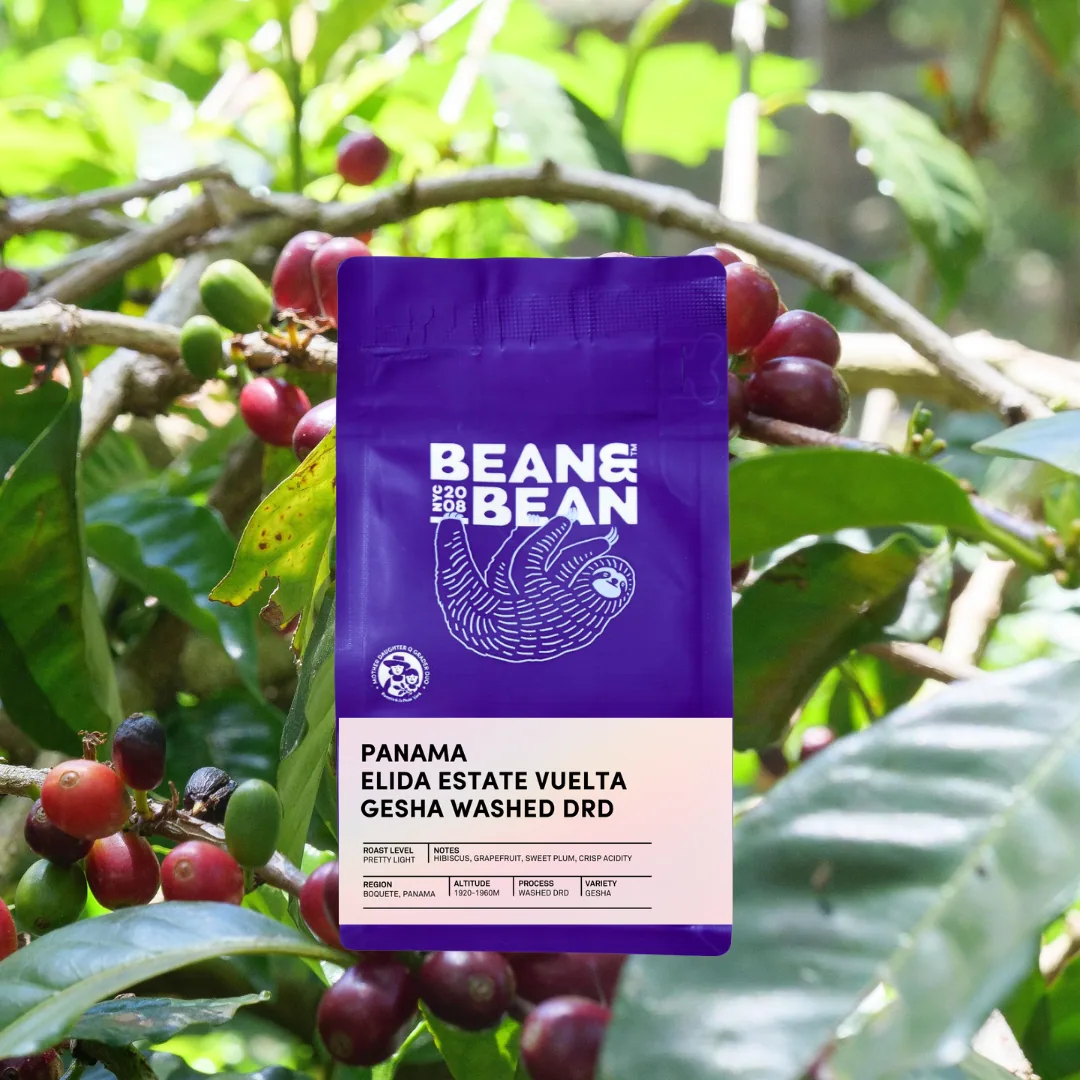panama elida estate vuelta gesha washed drd coffee by bean & bean queens — roastery & cafe
