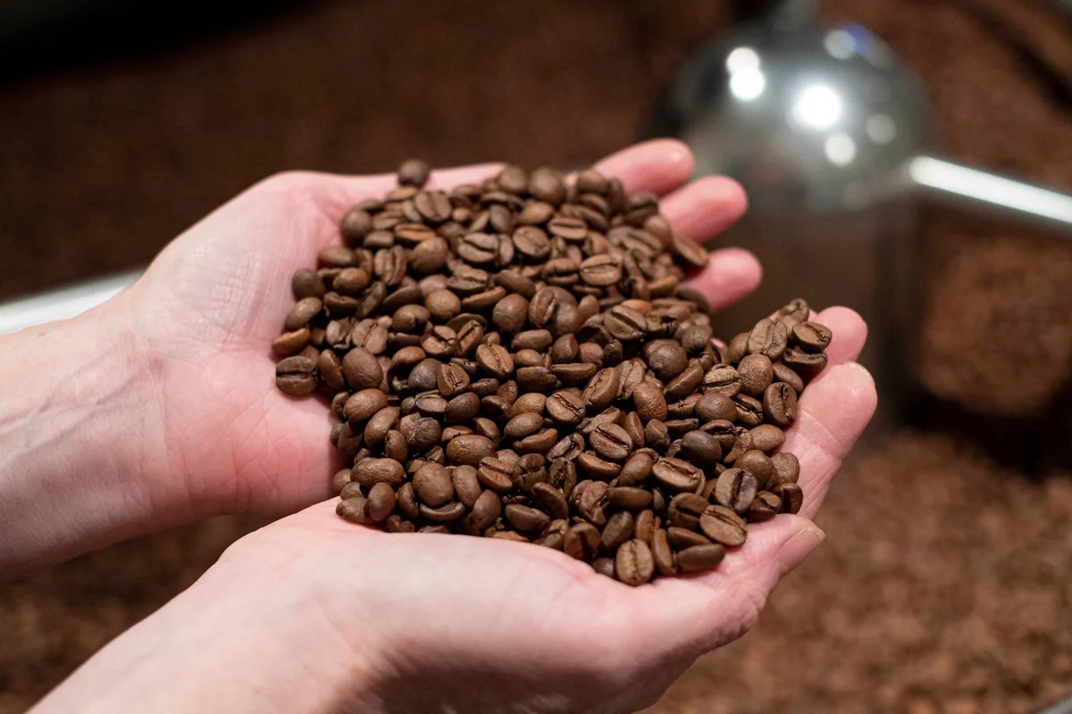 sca - introduction to coffee coffee by dear green coffee roasters