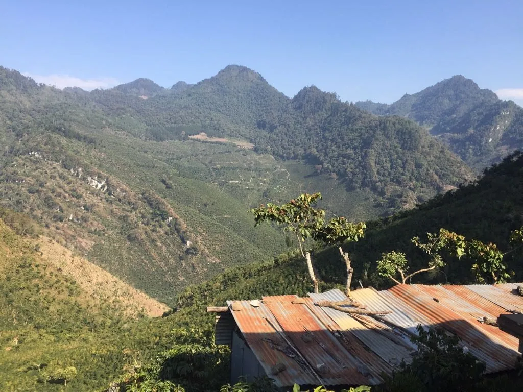 guatemala huehuetenango coffee by short sleeves coffee