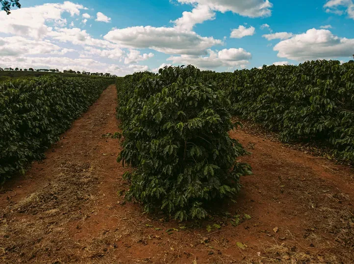 brazil eagle monte carmelo coffee by bellas coffee lab roastery