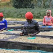 east africa nya-nye swp decaf coffee by cafe typica small batch roasters