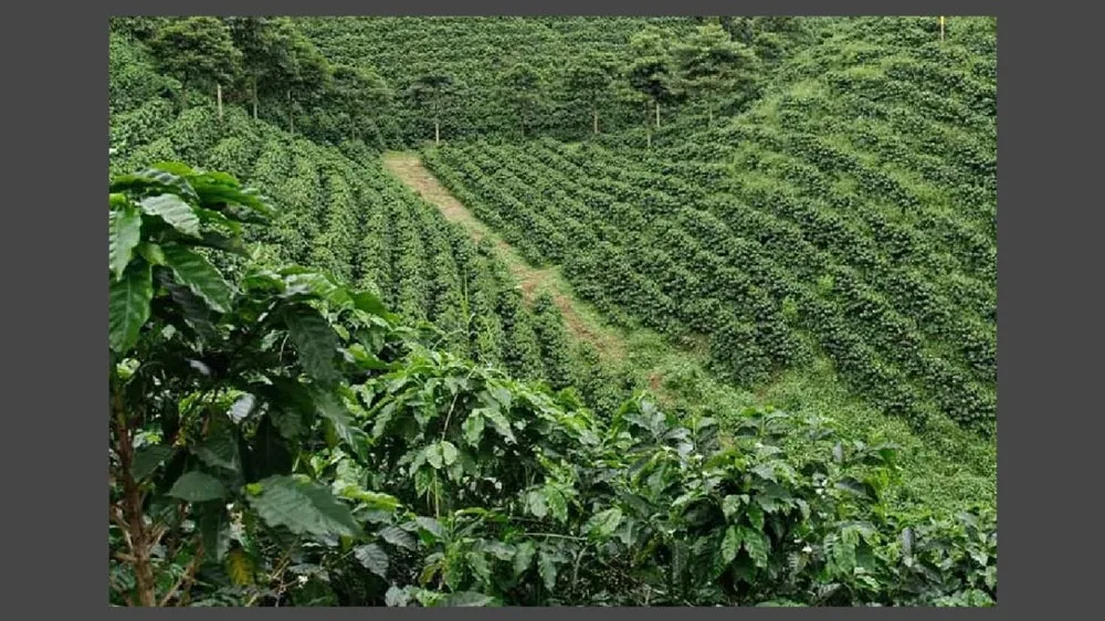 colombia tolima honey process coffee by kean coffee