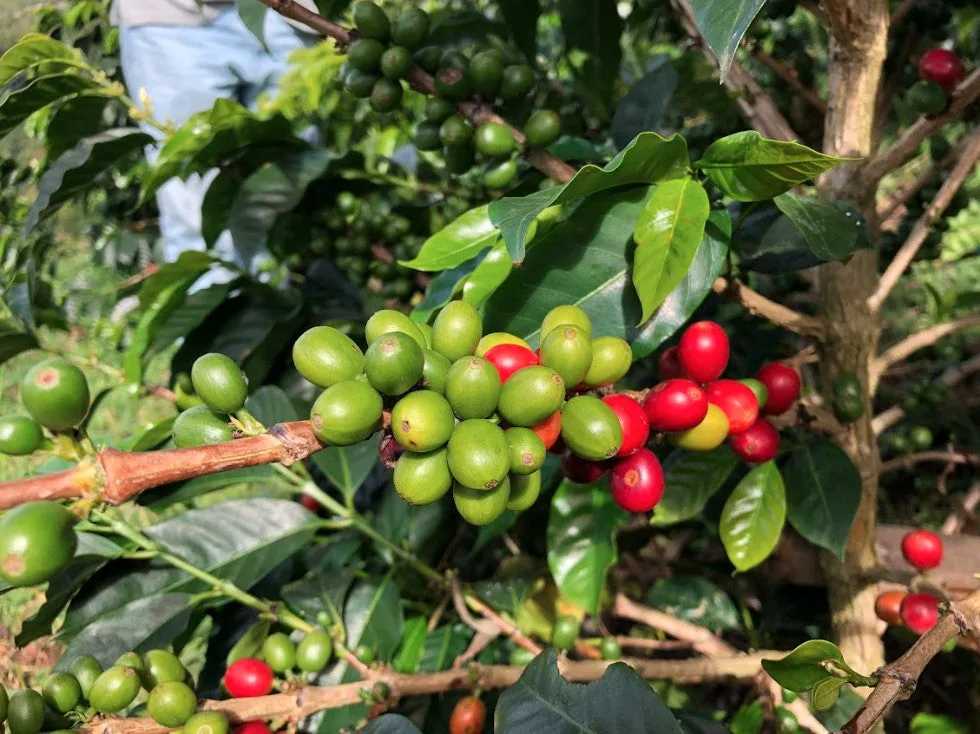 colombia campo hermoso wush wush   espresso - colombia coffee by passport specialty coffee
