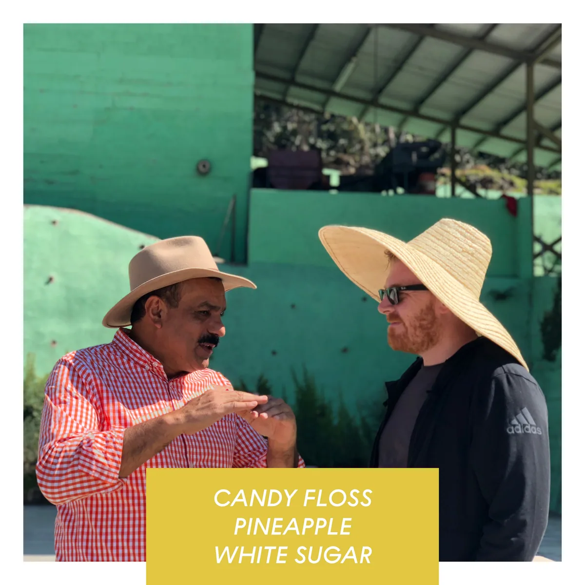 los altares, anaerobic honey caturra, guatemala coffee by drop coffee roasters