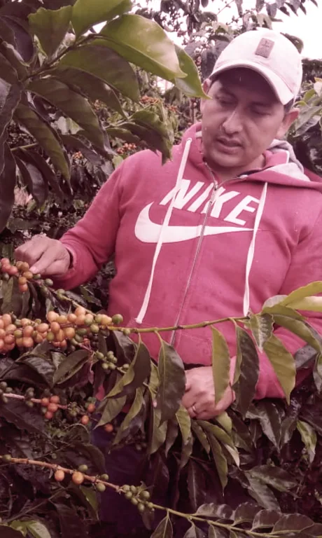 la cristalina - colombia coffee by casino mocca