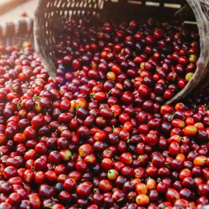 el salvador - raw green coffee - el salvador coffee by transcend coffee and roastery