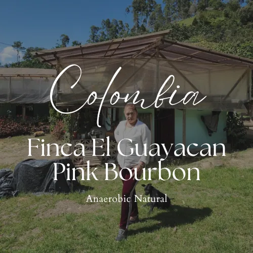 colombia huila finca el guayacan miriam quesada pink bourbon anaerobic natural - colombia coffee by third coffee roastery