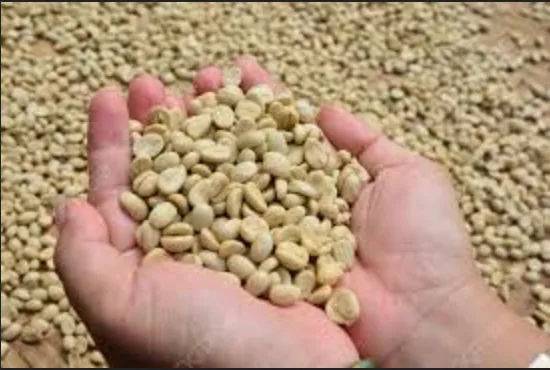 sample hulling - india coffee by sunshine coffee lab, roastery & exporter