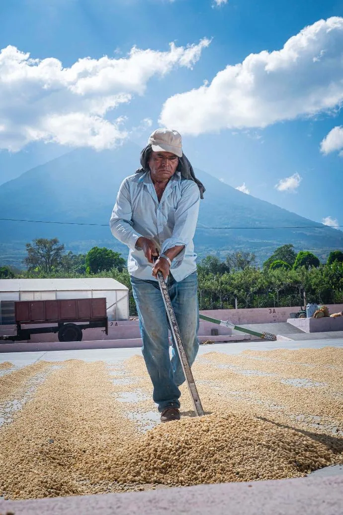 guatemala antigua hunapu washed process coffee by kean coffee